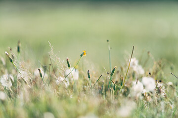 Fototapeta premium overblown dandelions in the field, a lot of depth of field, nature background 