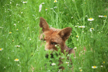 Naklejka premium Urban fox