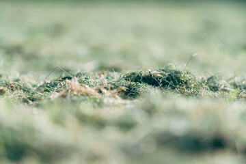 Freshly mowed grass dries in the sun in the meadow 