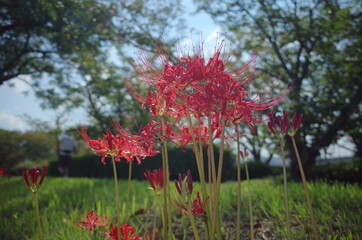 秋の季節のうつくしい赤い花彼岸花