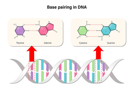 Base pairing in DNA. DNA nucleotide. DNA double helix. Deoxyribonucleic acids. Nitrogenous base (Thymine, Adenine, Cytosine or Guanine) and Sugar-Phosphate backbone.