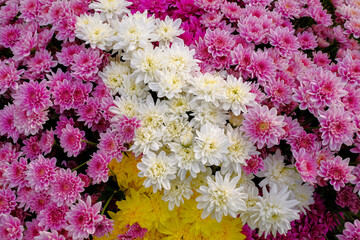 background of beautiful colorful chrysanthemums in the garden
