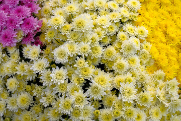 background of beautiful colorful chrysanthemums in the garden