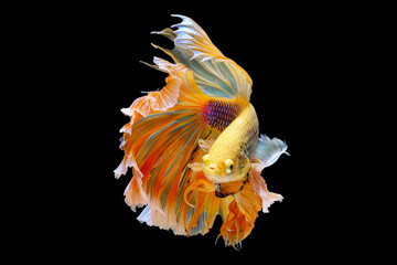 Siamese fighting fish on a black  background