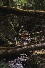 forest stream in a dark ravine with fallen trees
