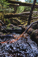 forest stream in a dark ravine with fallen trees