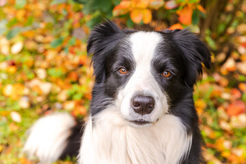 Funny smiling puppy dog border collie sitting on fall colorful foliage background in park outdoor. Dog on walking in autumn day. Hello Autumn cold weather concept.