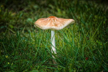 Fully formed mushroom in the grass in my yard in Windsor in Broome County in Upstate NY.