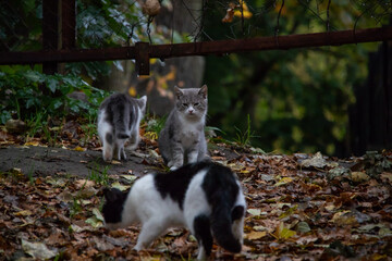 cats walk in the park in green grass and autumn leaves