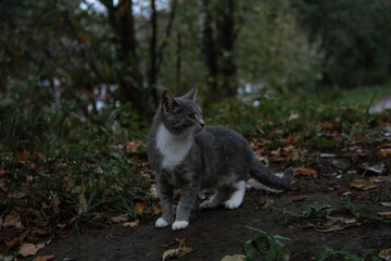 Naklejka na ściany i meble gray cat in the park in green grass and autumn leaves