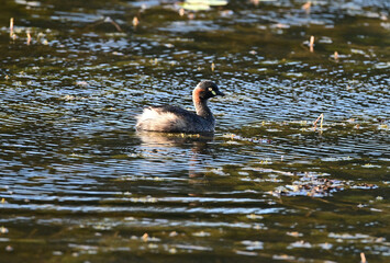 Australasian Grebe in a Lake of the Sunshine Coast of Queensland, Australia. 