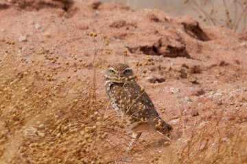 Burrowing Owl stares into camera