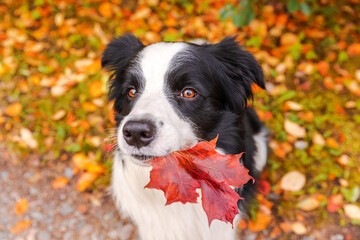 Funny puppy dog border collie with orange maple fall leaf in mouth sitting on park background outdoor. Dog sniffing autumn leaves on walk. Hello Autumn cold weather concept.