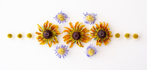 Dried yellow rudbeckia hirta flowers, daisies and purple asters, laid out in a symmetrical pattern on a white background.
