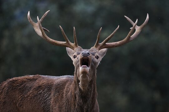 Deer with antlers walking on meadow grunting