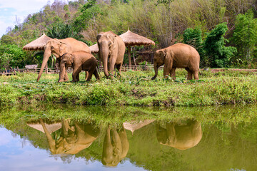 Fototapeta na wymiar Asia elephant family live in the elephant camp in Chiang Mai,