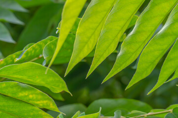 A sprig of green bilimbi leaves with a unique pattern