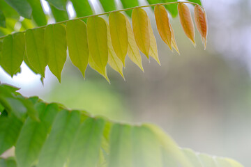 A sprig of young bilimbi leaves, green and bright brown, has a unique pattern
