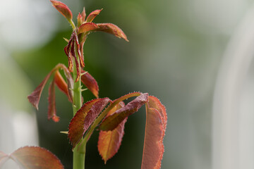 Naklejka na ściany i meble The young shoots of roses have reddish-purple leaf buds