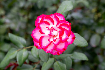 Bajazzo rose flowers in the garden.  