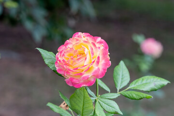 Close up of a Gartenspass rose flower.  
Scientific name: Rosa 'Gartenspass'