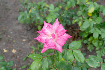 Close up of Rainbow Sorbet rose flower in the garden.  