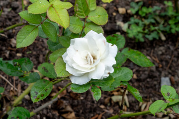 Close up of Moondance rose flower in the garden.  