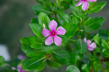Selective focus on MADAGASCAR PERIWINKLE flower and green leaves isolated with blur background in the park in morning sunshine. Pink flower.