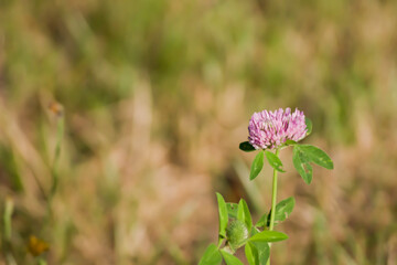 Flor silvestre con fondo desenfocado