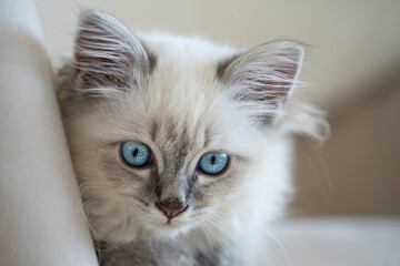 Birman-Siberian mix kitten looking straight ahead
