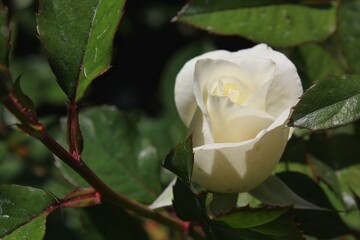 white rose in the garden