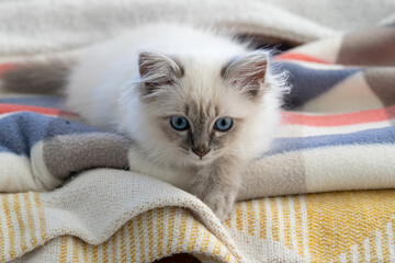 Birman-Siberian mix kitten looking down from a few layers of cozy blankets