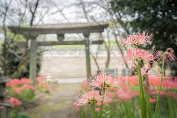 お富士山古墳の鳥居とピンクの彼岸花