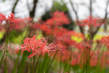 ピンク色のリコリス（彼岸花）