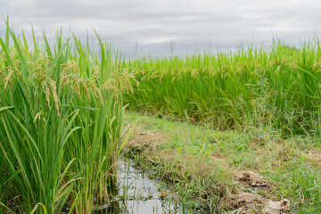 秋の首を垂れる稲穂と水路