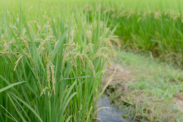 秋の首を垂れる稲穂と水路