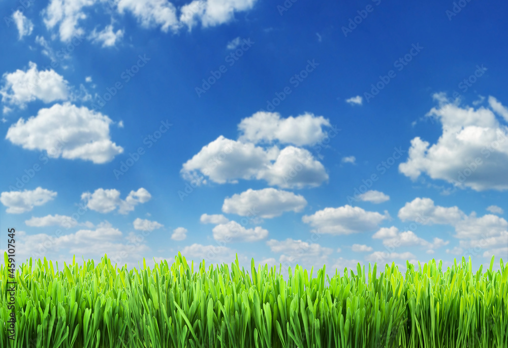 Wall mural green grass and white puffy clouds in amazing blue sky at the background. file contains grass clippi