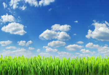 Fototapeta na wymiar Green grass and white puffy clouds in amazing blue sky at the background. File contains grass clipping path. It is possible to place your product.