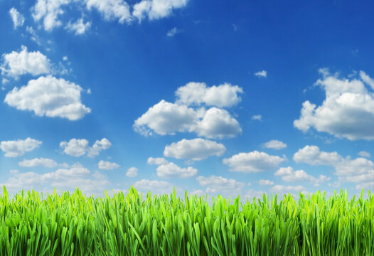 Green grass and white puffy clouds in amazing blue sky at the background. File contains grass clipping path. It is possible to place your product.