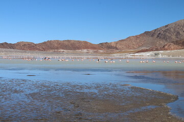 incredible volcanic and desert landscape of the Argentine Puna
