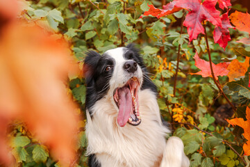 Puppy dog border collie with funny face playing jumping on fall colorful foliage background in park outdoor. Dog on walking in autumn day. Hello Autumn cold weather concept.