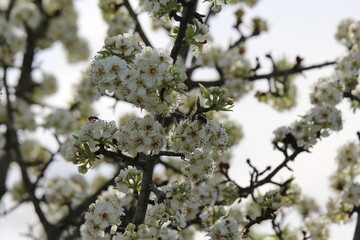 Amandier en fleur