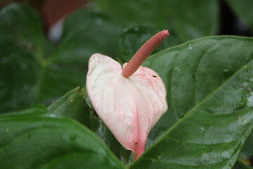 pink anthurium