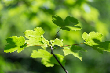 Sycamore (Acer pseudoplatanus) branches with young leaves in sunlight. Sycamore maple, Acer pseudoplatanus fres looking green leaves against bright sunlight in springtime. 