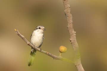 Juvenile Masked Shrike perched on a fig tree branch