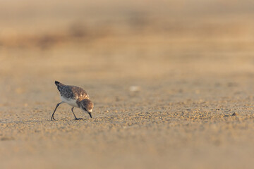 Kentish Plover on the beach at sunrise