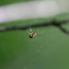 Neriene peltata is a species of spider belonging to the family Linyphiidae.