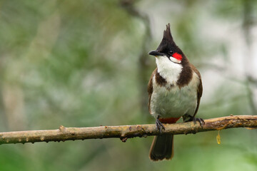 Red Whiskered Bulbul perched on a branch cautiously watching its surroundings