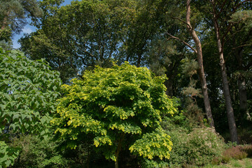 Lush Green Summer Leaves on a Kentucky Yellowwood or Virgilia Tree (Cladrastis kentuckea) Growing in a Woodland Garden in Rural Devon, England, UK