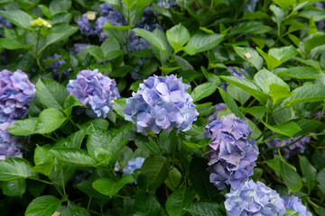 Background or Texture of a Late Summer Flowering Bright Blue Flower Head and Lush Green Leaves on a Hydrangea Shrub Growing in a Woodland Garden in Rural Devon, England, UK